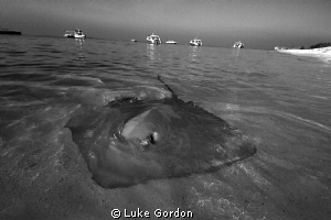 Cruising the shallows by Luke Gordon 